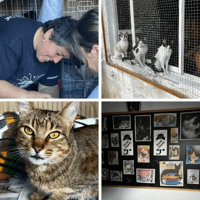 Volunteers with a cat, cats on a window ledge, a tabby cat and a pinboard full of cat photos at the refuge