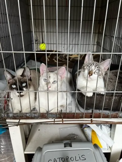 Three young cats together in a cage at the refuge