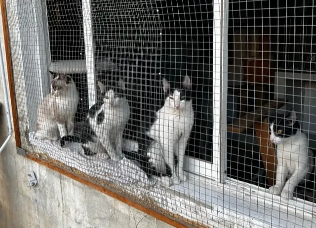 Four cats on a window ledge behind protective mesh