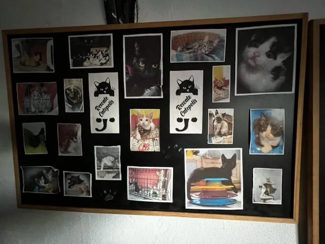 Pinboard with photos of rescued cats and the Rescate Catopolis logo