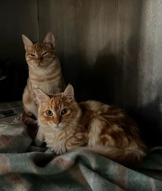 Two ginger cats resting on a blanket