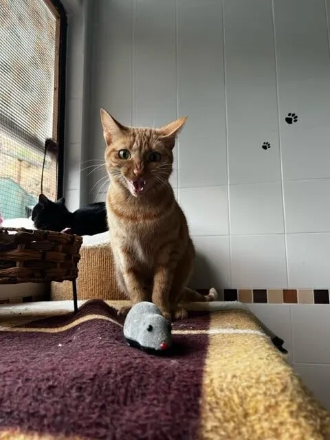 Ginger cat on a bed next to a toy mouse