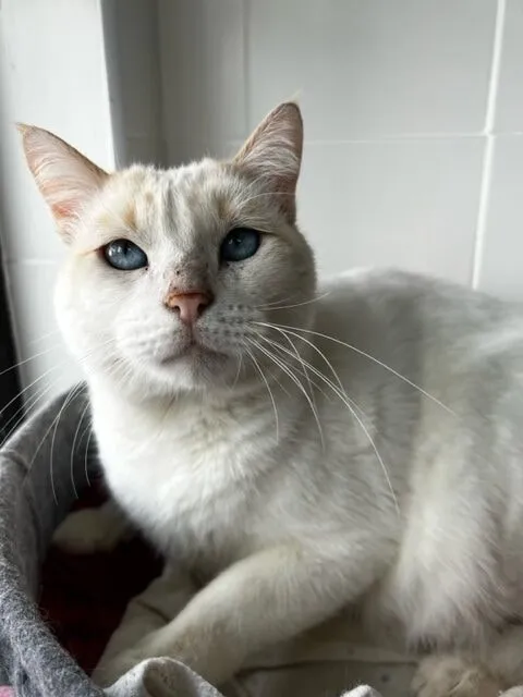 White cat with blue eyes