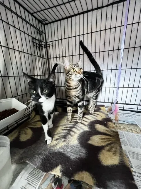 A black-and-white cat and a tabby cat side by side