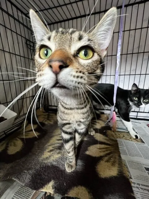 Close-up of a curious tabby cat