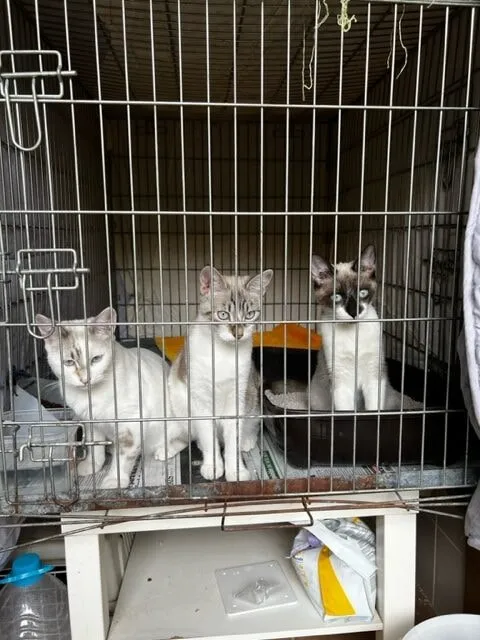 Three light-coloured kittens in a cage