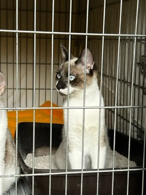 Siamese-type cat with blue eyes