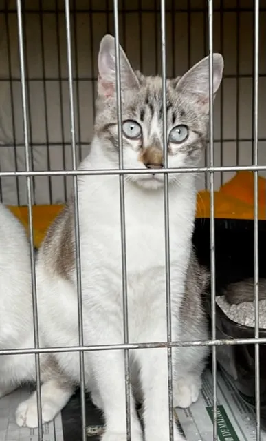 White and tabby cat with blue eyes
